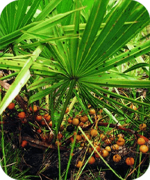 Saw palmetto